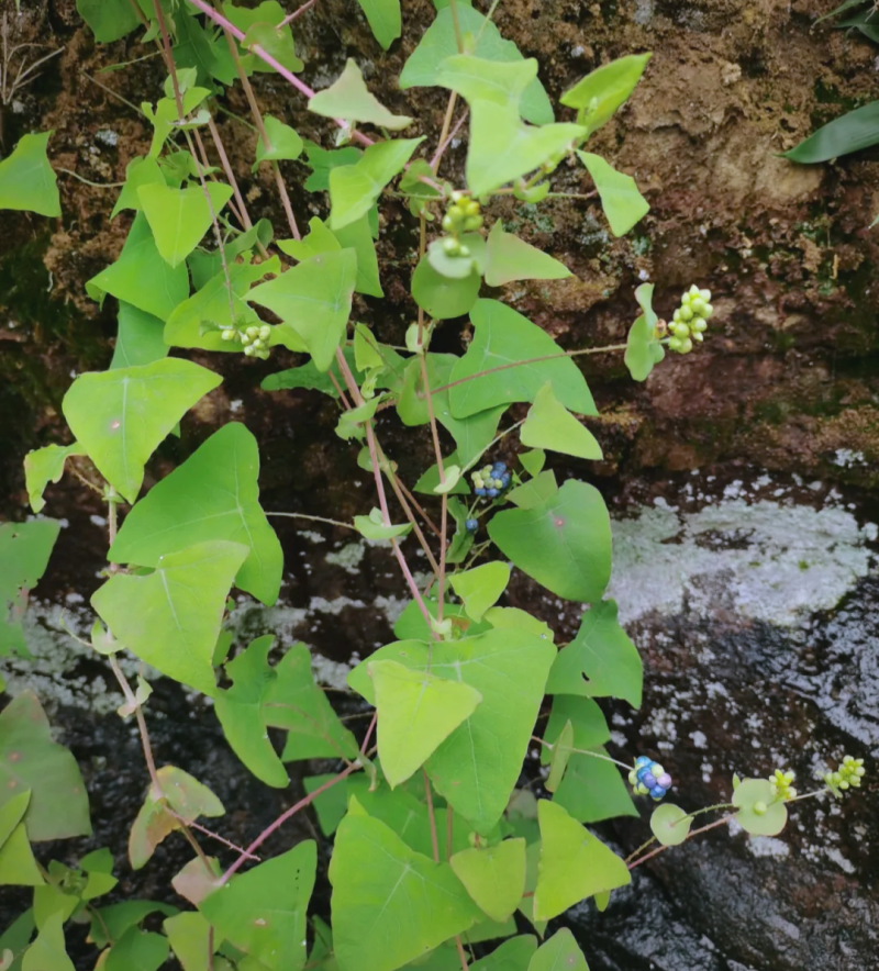 野生杠板归种子老虎草梨头刺煮水洗澡清热止痒春季杠板归草药