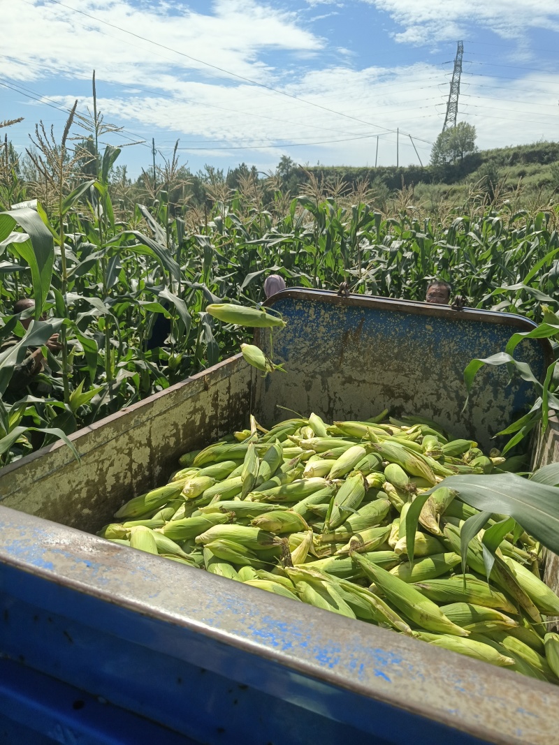 糯米玉米🌽