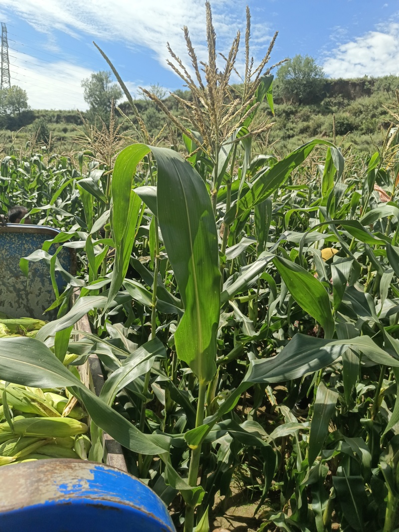 糯米玉米🌽