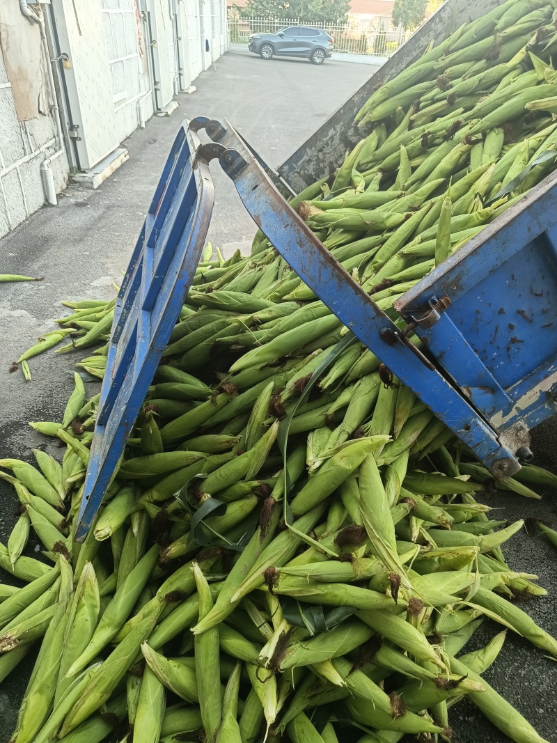 糯米玉米🌽