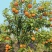 云南省红河州元阳县特早柑桔