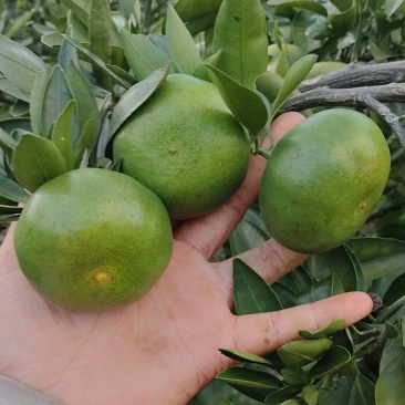 贵州三都蜜桔薄皮多汁，无任何添加剂无打腊产地直销一手货源