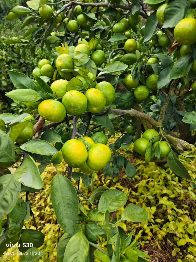 贵州三都蜜桔薄皮多汁，无任何添加剂无打腊产地直销一手货源