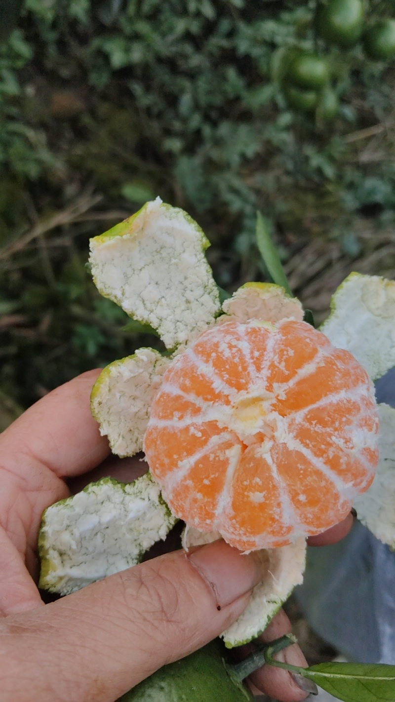 贵州三都蜜桔薄皮多汁，无任何添加剂无打腊产地直销一手货源