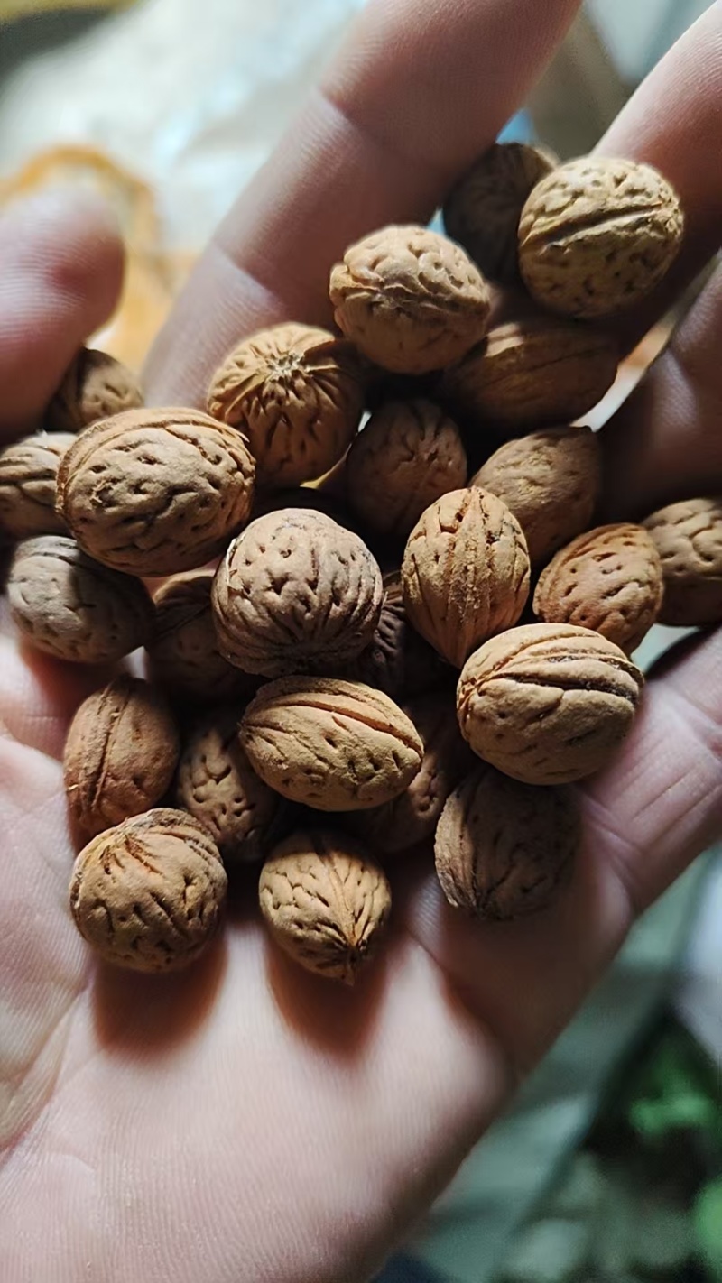 山毛桃胡