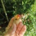 竹笋虫