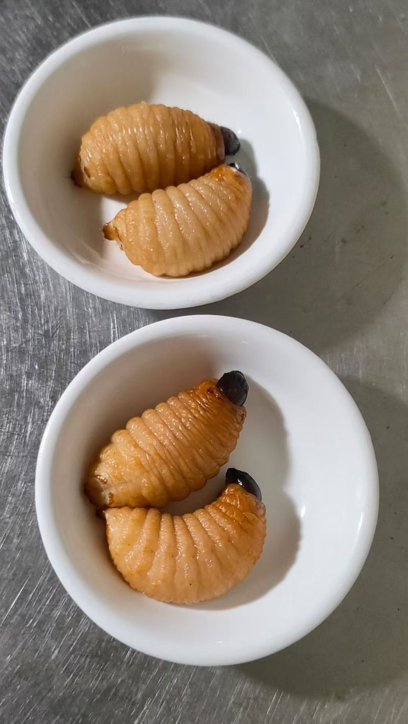 竹笋虫