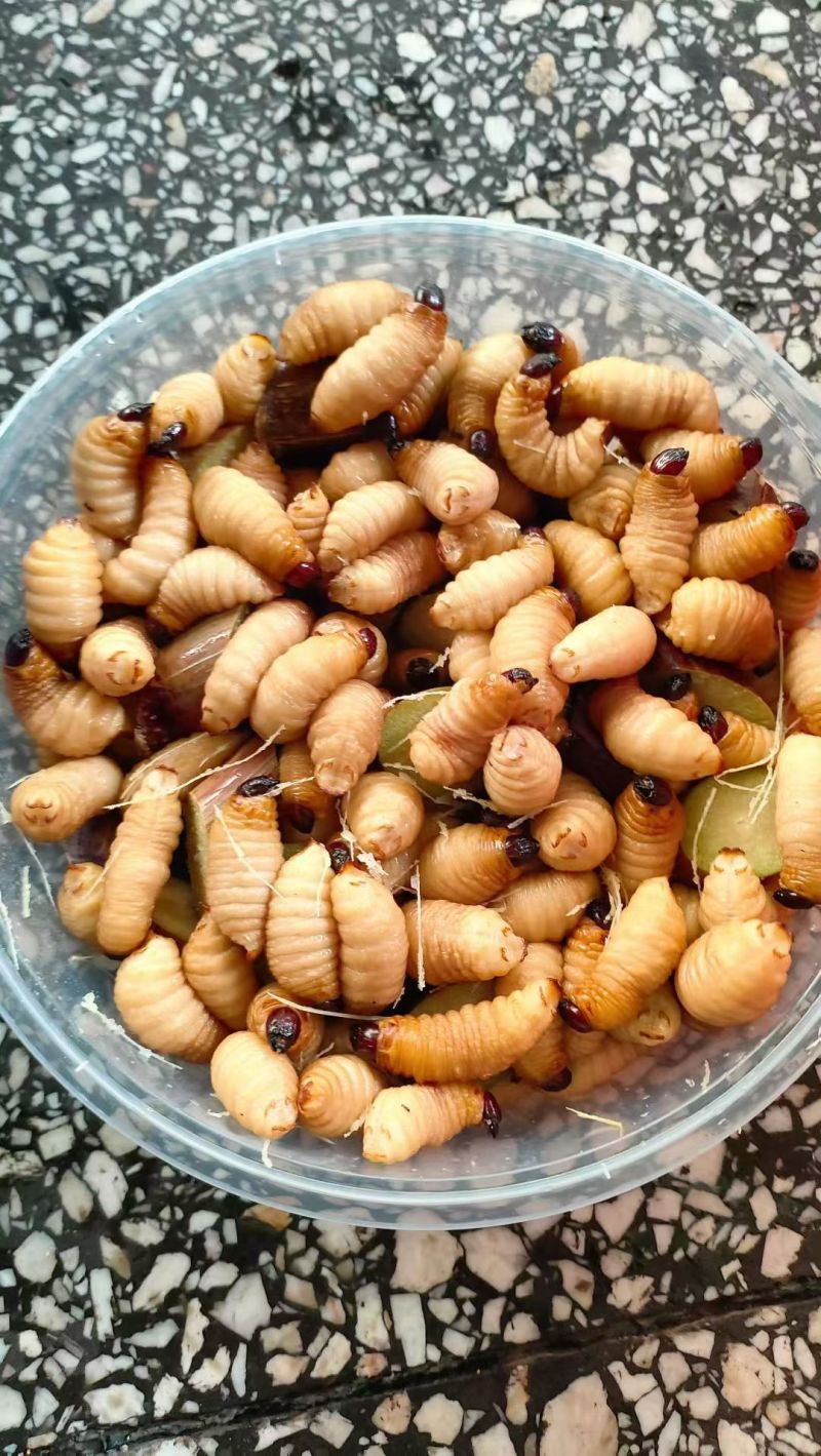 竹笋虫