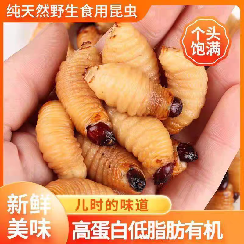 竹笋虫