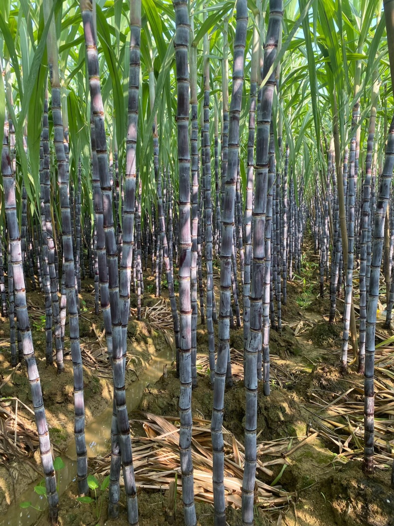 广西新鲜薄皮甘蔗现砍现发应季水果黑皮脆甜多汁