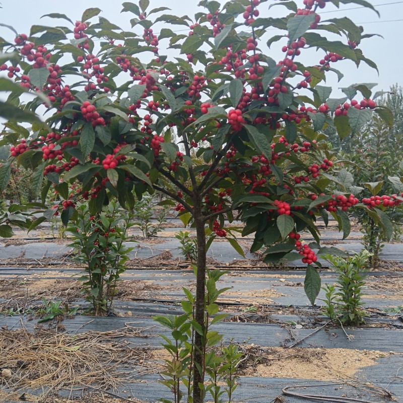 北美冬青冬红奥斯特芽苗盆栽苗半成品现挖现卖根系发达易成活
