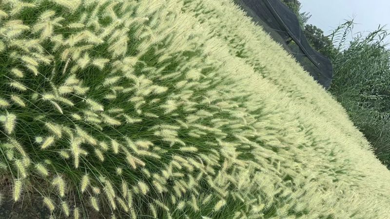 水生植物小兔子狼尾草、大布尼狼尾草、紫叶狼尾草120杯