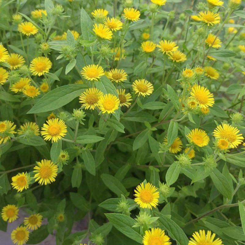 旋复花种子金伏花金钱花中草药庭院阳台盆栽地栽一年生草本植