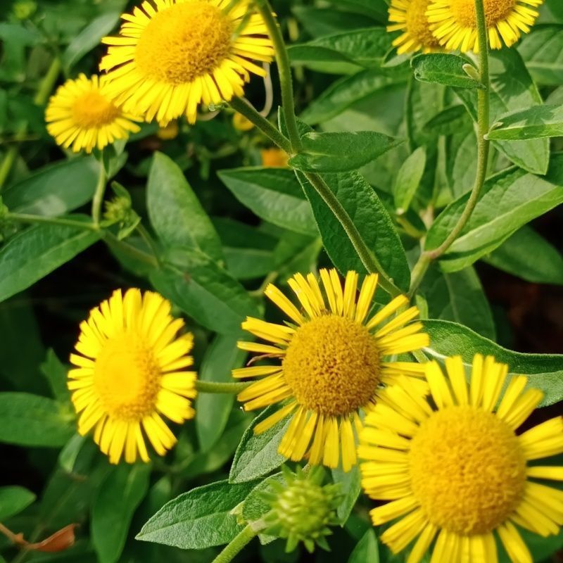 旋复花种子金伏花金钱花中草药庭院阳台盆栽地栽一年生草本植