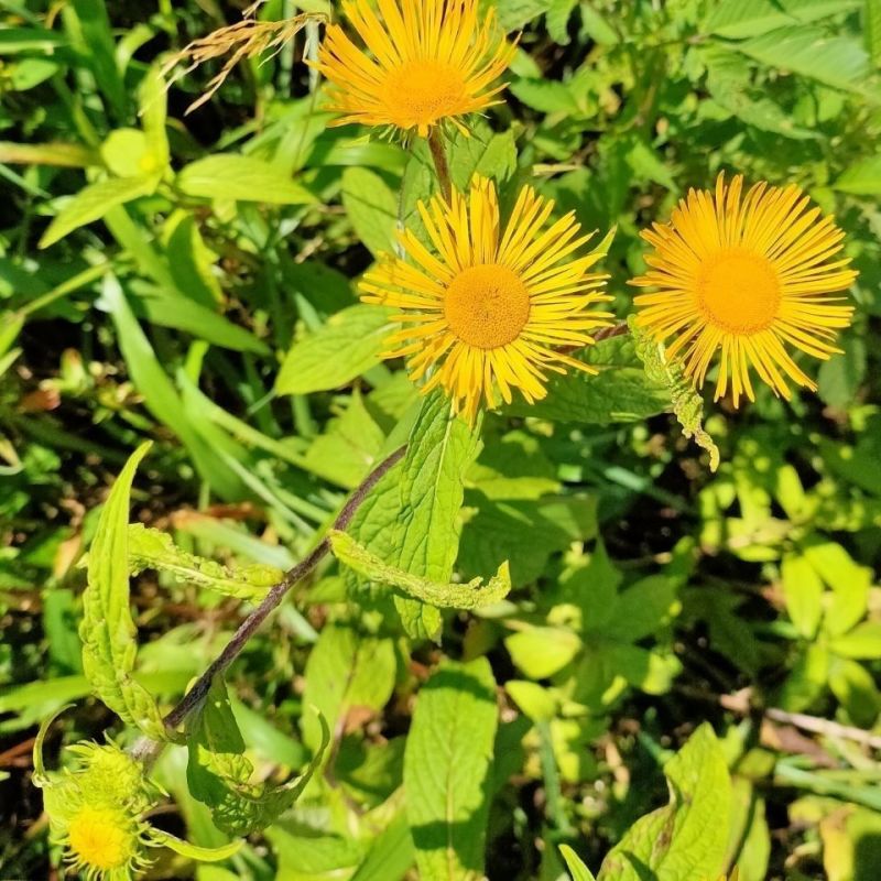 旋复花种子金伏花金钱花中草药庭院阳台盆栽地栽一年生草本植