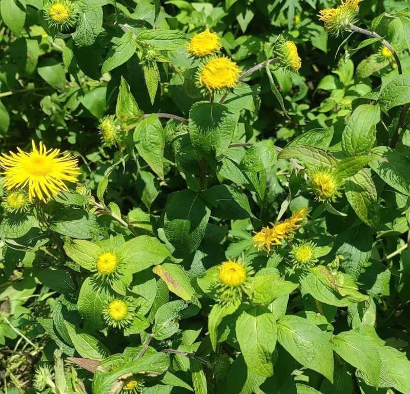 旋复花种子金伏花金钱花中草药庭院阳台盆栽地栽一年生草本植