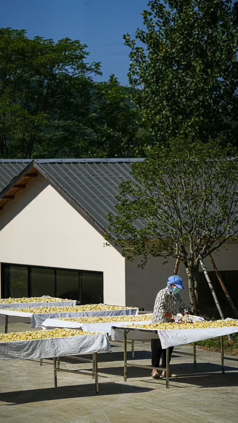 铜陵原产地白姜基地直供