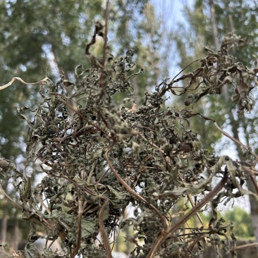 墨旱莲晒干旱莲草墨旱莲整颗墨旱莲直发