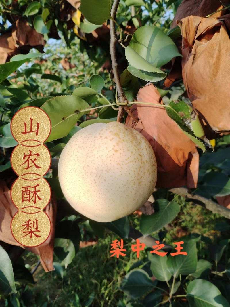 山东聊城山农酥梨特大型果含糖量高欢迎来基地考察