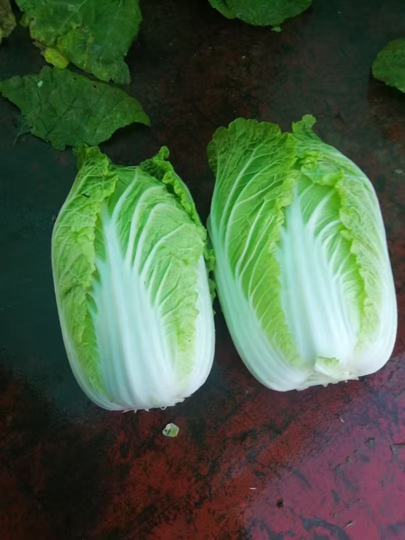 黄心大白菜、大量上市欢迎采购