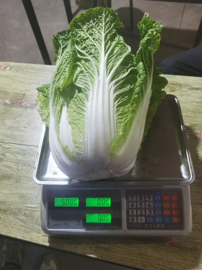 黄心大白菜、大量上市欢迎采购