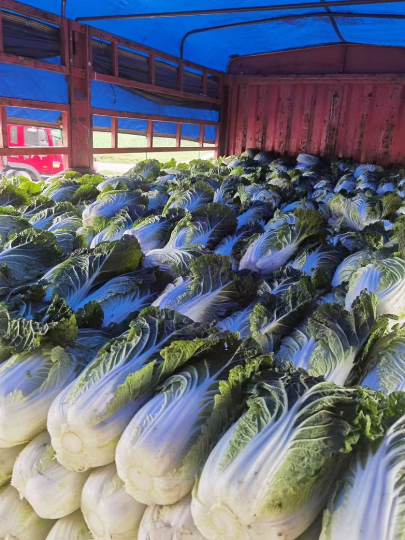 黄心大白菜、大量上市欢迎采购
