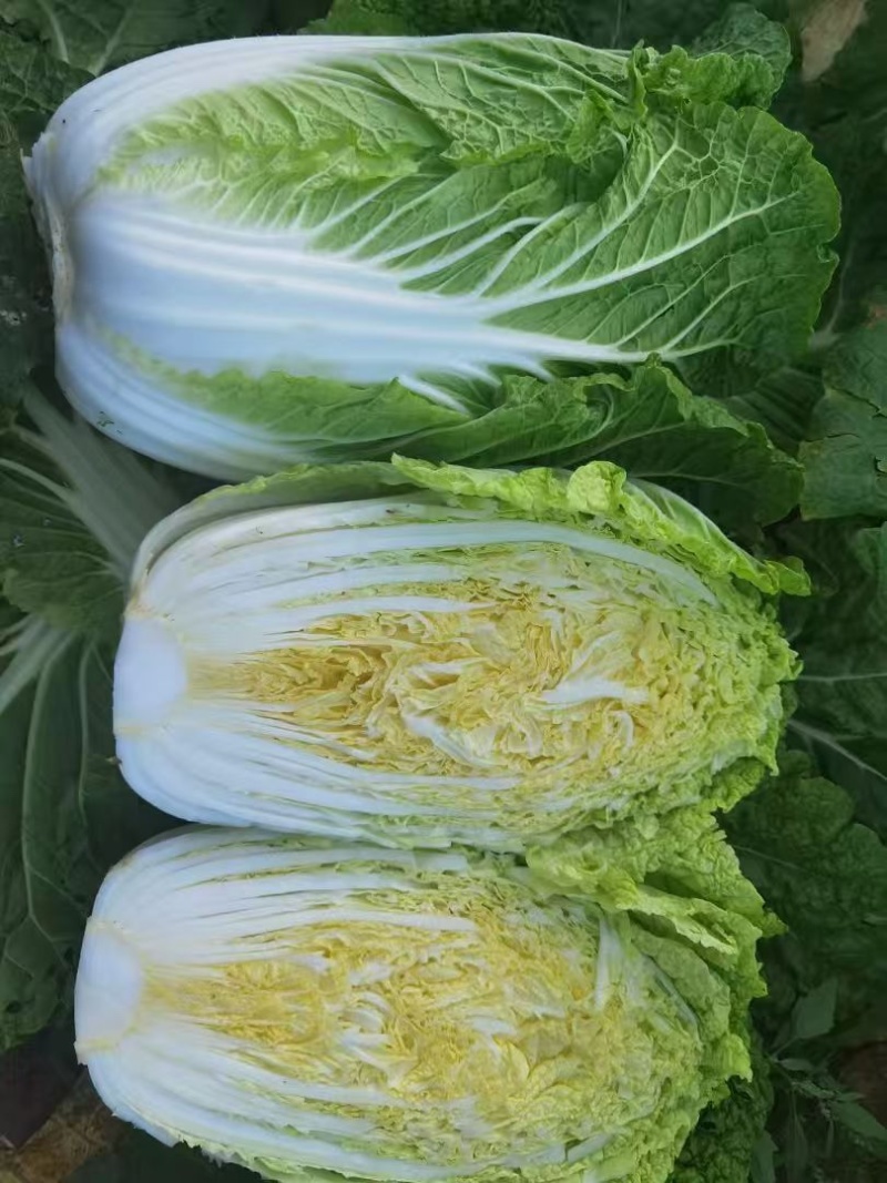 黄心大白菜、大量上市欢迎采购