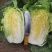 黄心大白菜、大量上市欢迎采购