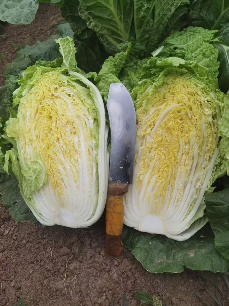 黄心大白菜、大量上市欢迎采购