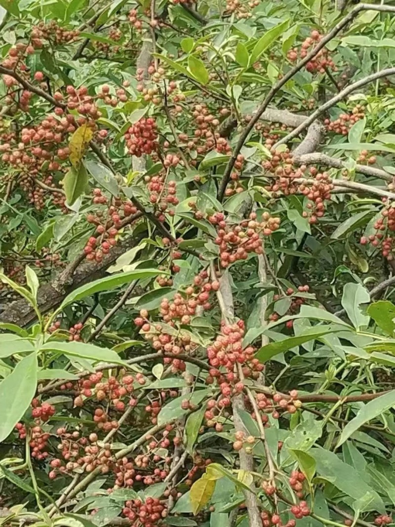 云南花椒