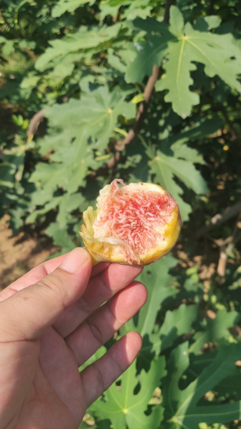 芭劳奈无花果限三门峡周边地区