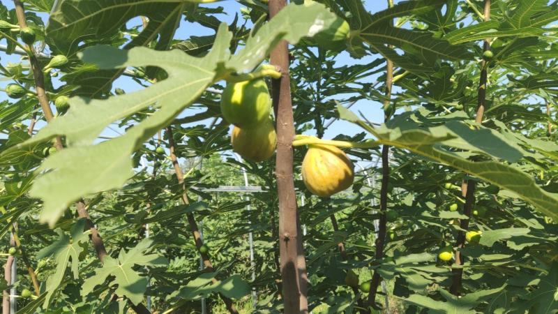 芭劳奈无花果限三门峡周边地区
