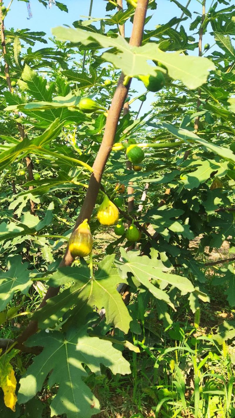 芭劳奈无花果限三门峡周边地区
