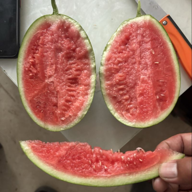 小糖丸秋季头茬无籽吊瓜大红瓤小薄皮口感酥脆咪咪甜质量三包