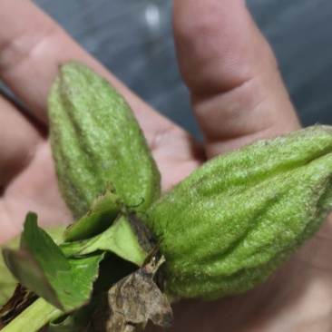 赤芍杂花鲜种子10000斤