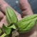 赤芍杂花鲜种子10000斤