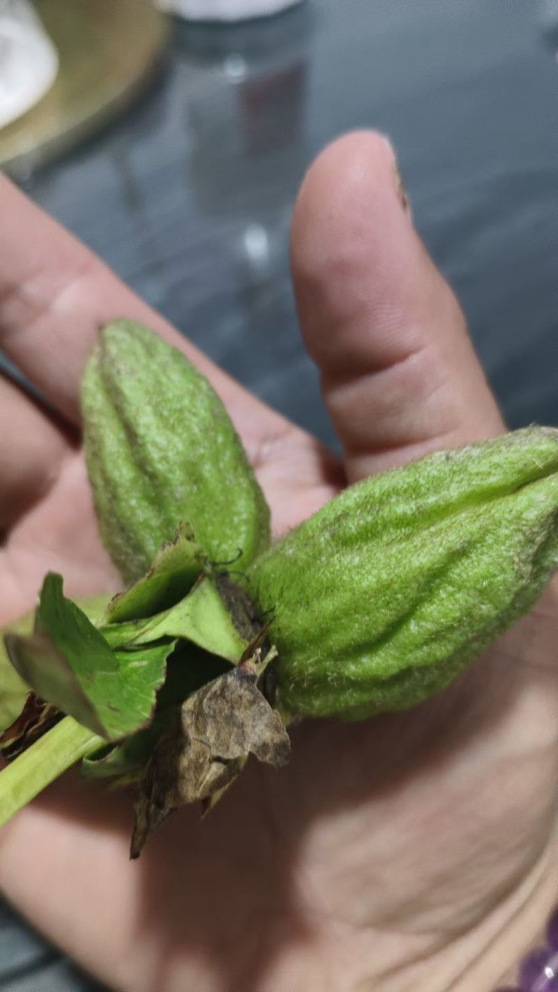 赤芍杂花鲜种子10000斤