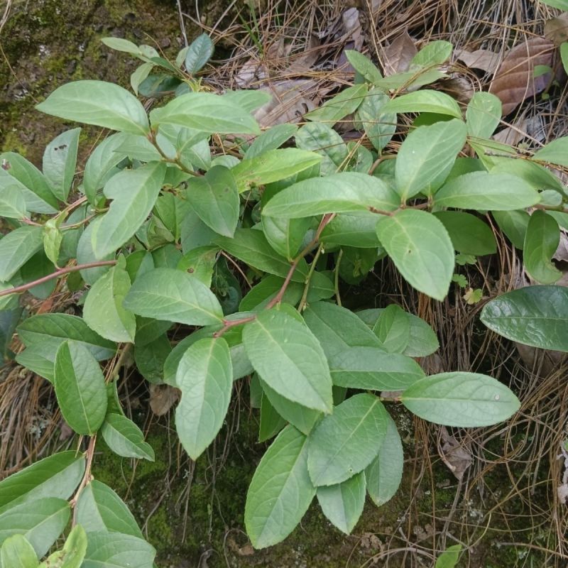 野生透骨香种子满山香万里香九里香芳香草满天香