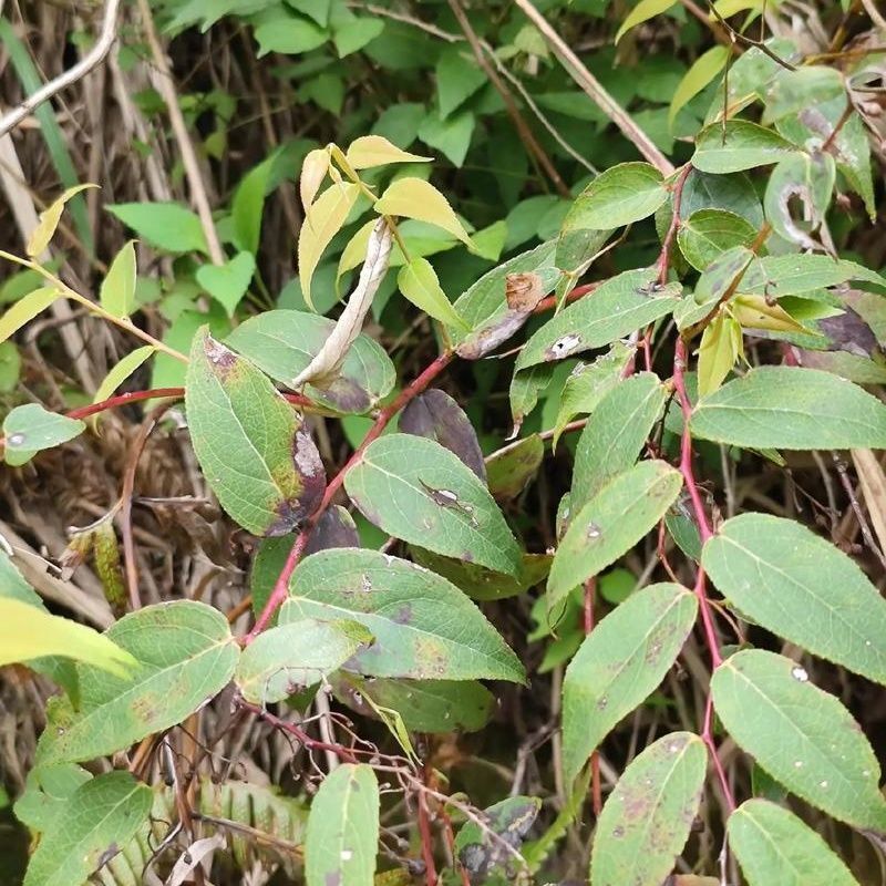 野生透骨香种子满山香万里香九里香芳香草满天香