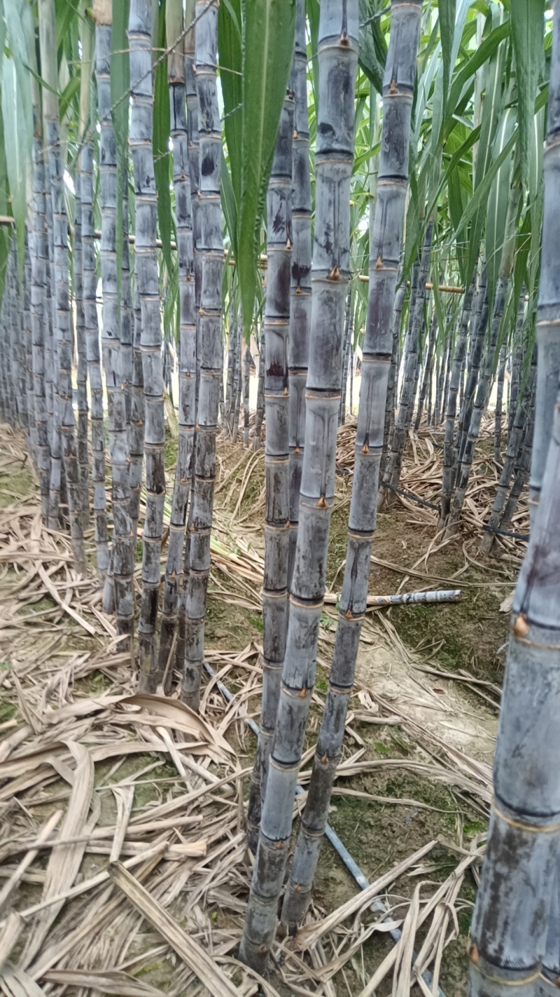 云南黑皮甘蔗，脆甜多汁颜色好，蔗脆甜多汁，量大从优