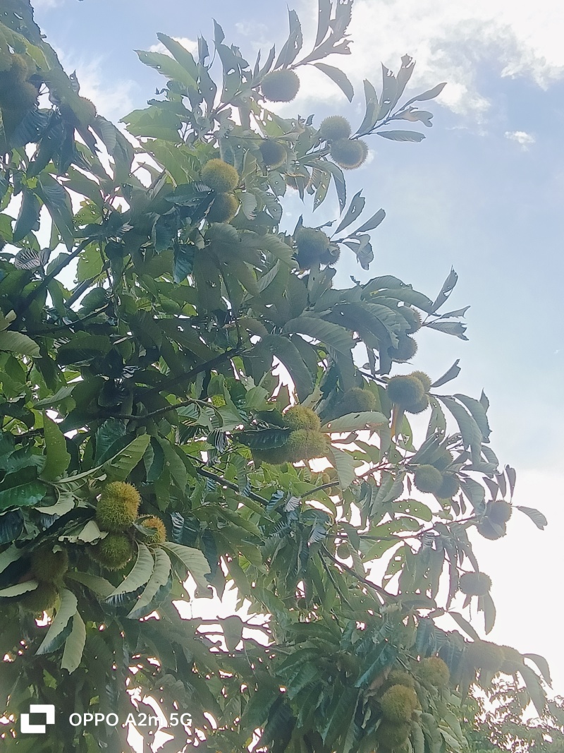 板栗球大量上市了，有需要的老板联系