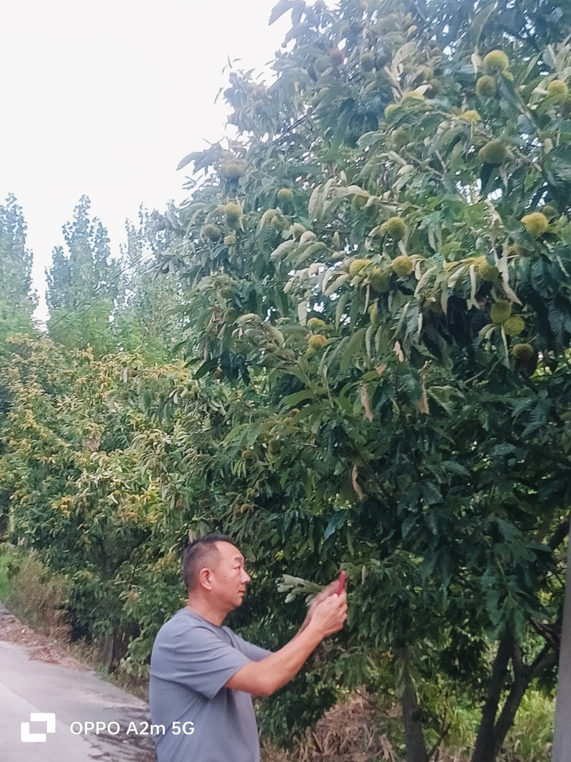 板栗球大量上市了，有需要的老板联系