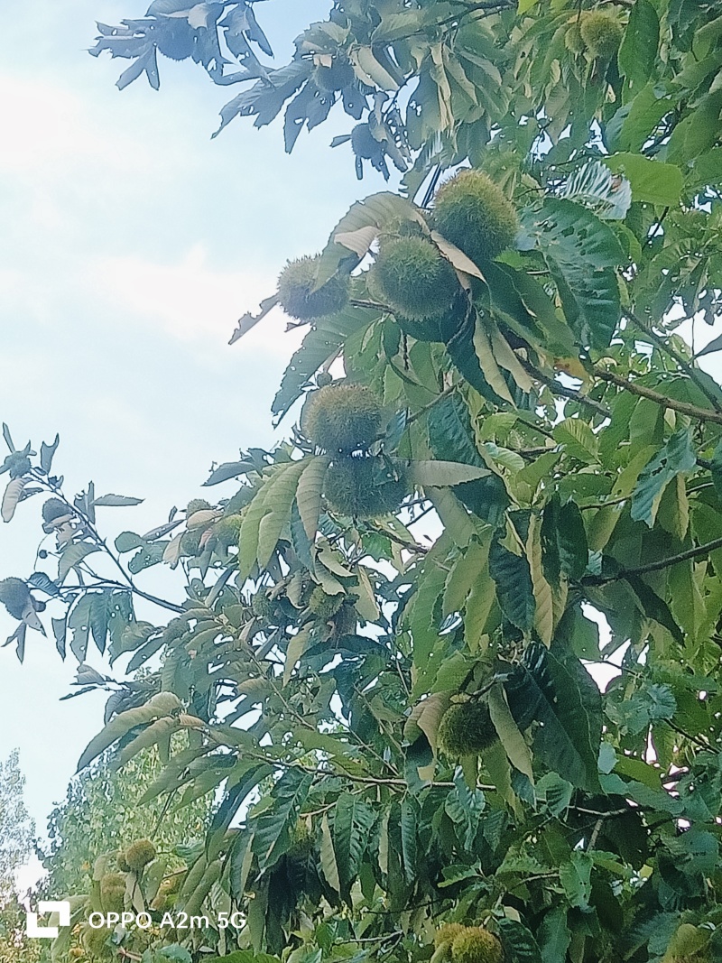 板栗球大量上市了，有需要的老板联系