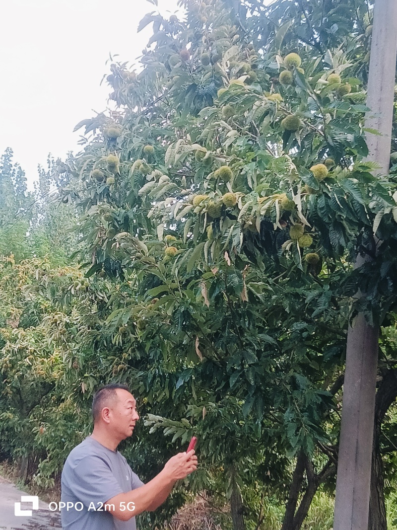 板栗球大量上市了，有需要的老板联系