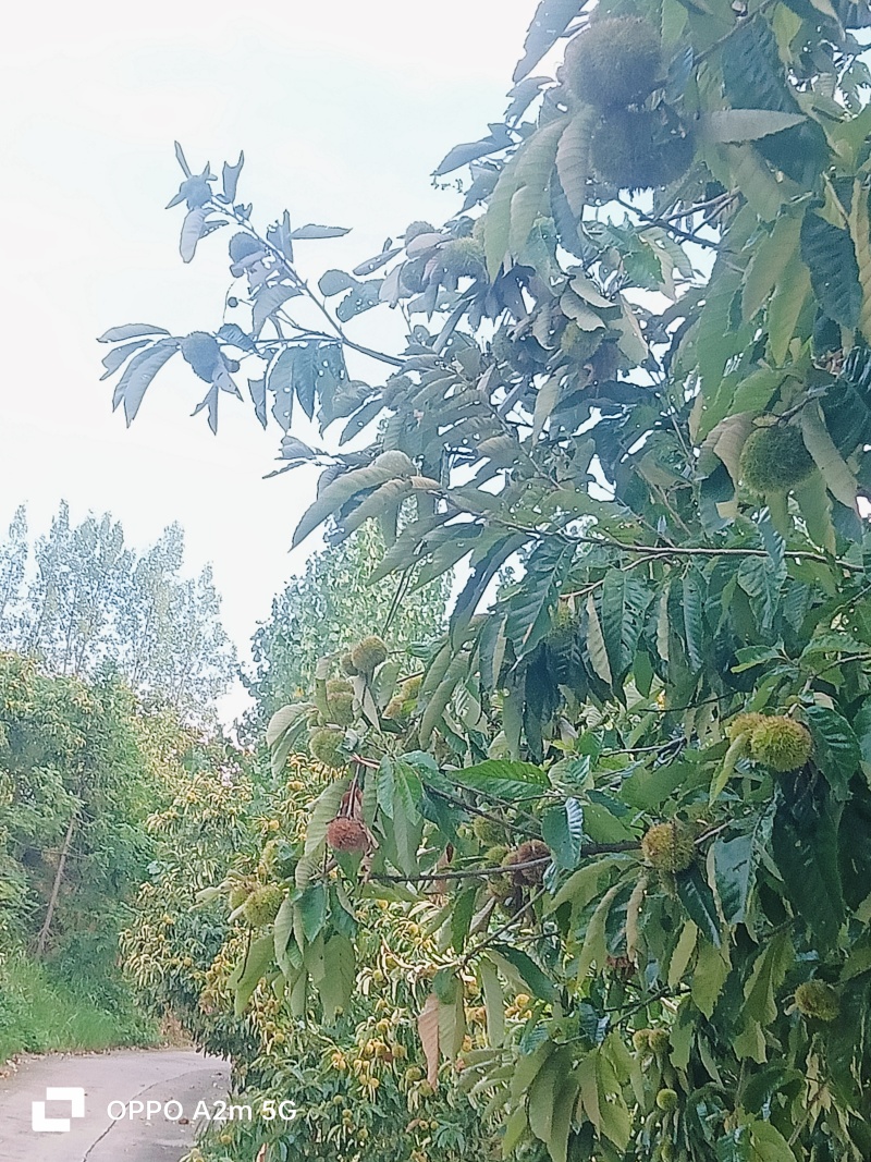 板栗球大量上市了，有需要的老板联系