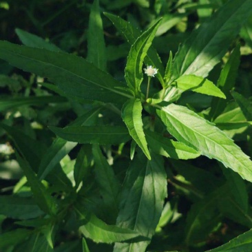 旱莲草种子墨旱莲草磨其草中草药白花断血草鳢肠草一年生草本