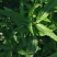 旱莲草种子墨旱莲草磨其草中草药白花断血草鳢肠草一年生草本