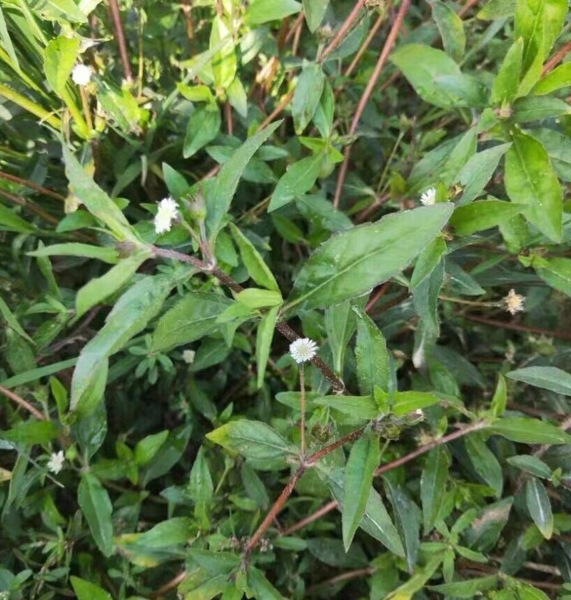 旱莲草种子墨旱莲草磨其草中草药白花断血草鳢肠草一年生草本