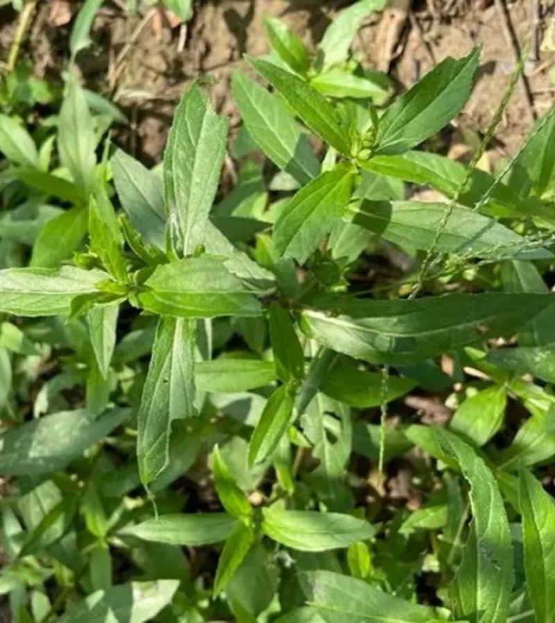 旱莲草种子墨旱莲草磨其草中草药白花断血草鳢肠草一年生草本