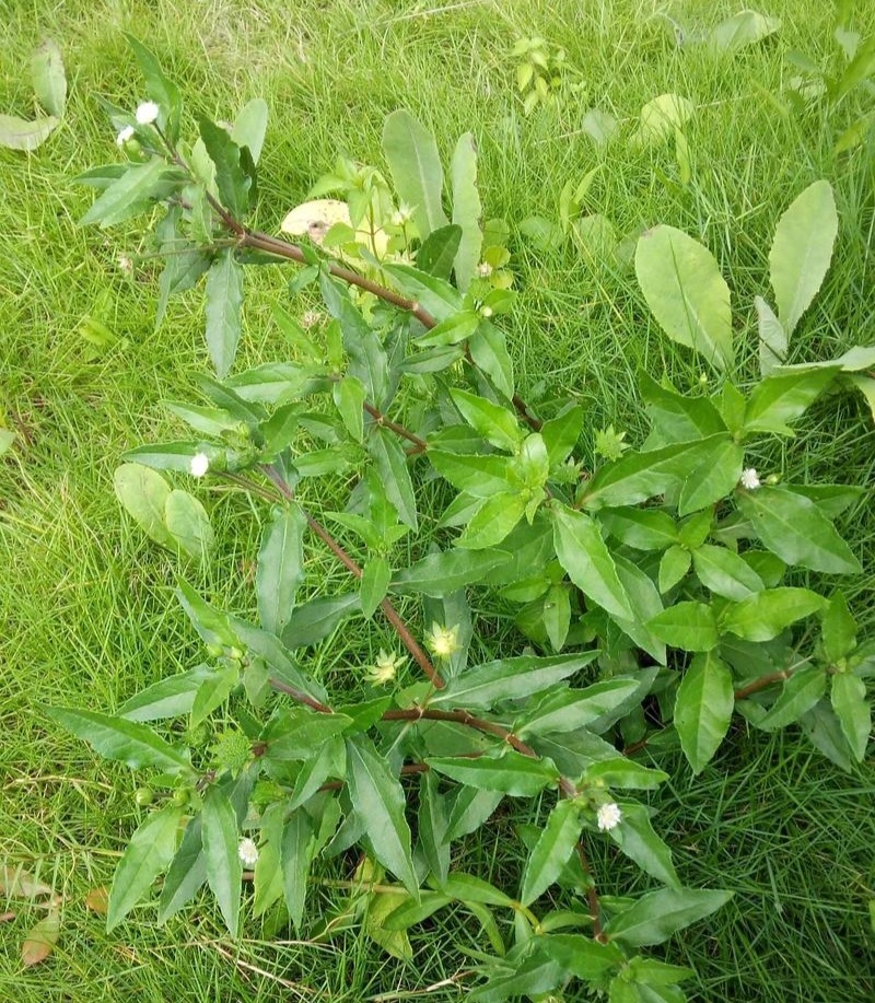 旱莲草种子墨旱莲草磨其草中草药白花断血草鳢肠草一年生草本